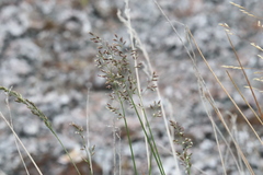 Anthoxanthum nitens