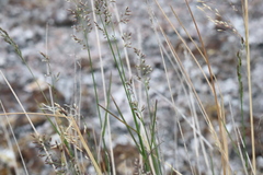 Anthoxanthum nitens