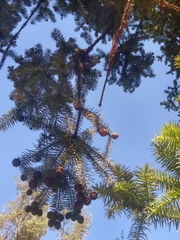 Cunninghamia lanceolata