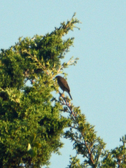 Thryomanes bewickii