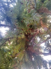 Cunninghamia lanceolata