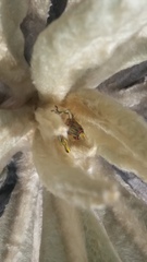 Agesander ruficornis