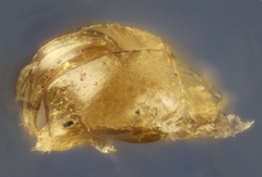 Lasioglossum semilucens