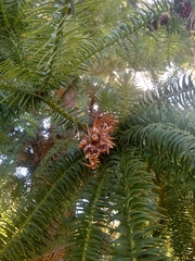 Cunninghamia lanceolata