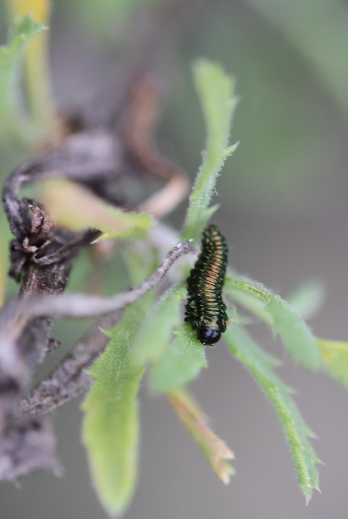 Goldenbush beetle