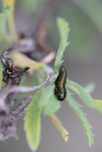 Goldenbush beetle