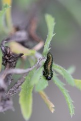 Trirhabda luteocincta