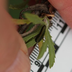 Trirhabda luteocincta