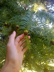 Cunninghamia lanceolata