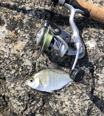 Hyperprosopon argenteum