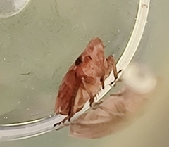 Aphrodinae