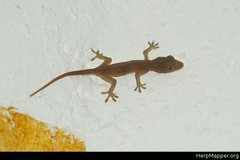 Hemidactylus frenatus
