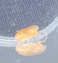 Dicranotropis divergens