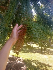 Cunninghamia lanceolata