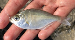 Hyperprosopon argenteum