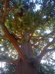 Cunninghamia lanceolata