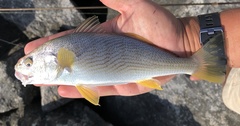 Umbrina roncador