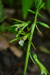 Nervilia concolor