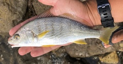 Umbrina roncador