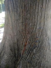 Cunninghamia lanceolata