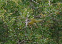 Apalis flavida florisuga