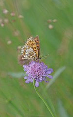 Melitaea diamina