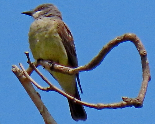 photo of Cassin's Kingbird (Tyrannus vociferans)