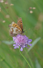 Melitaea diamina