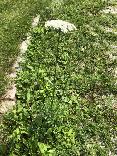 wild carrot — photo 1