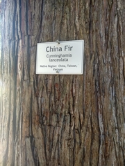 Cunninghamia lanceolata