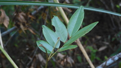 Dalbergia benthamii