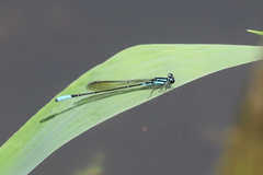 Image of Acanthagrion inexpectum