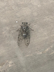 Cicada orni