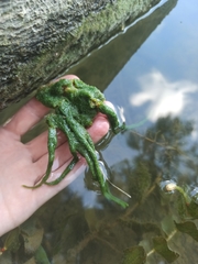 Ephydatia fluviatilis