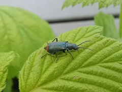 Anthomalachius spinosus