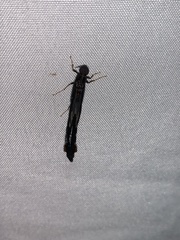 Lymexyloidea