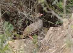 Pternistis afer castaneiventer