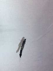 Lymexyloidea