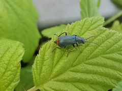 Anthomalachius spinosus