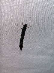 Lymexyloidea