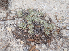 Eriogonum polypodum