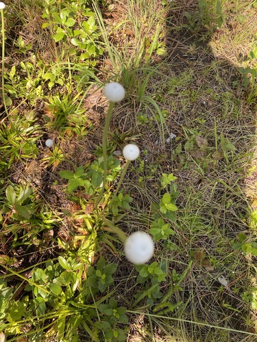 Eriocaulon decangulare image