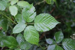 Rubus bertramii
