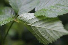 Rubus bertramii
