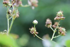 Rubus bertramii
