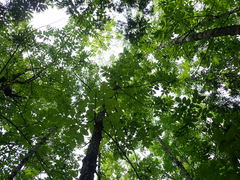 Fraxinus nigra image