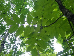 Fraxinus nigra image