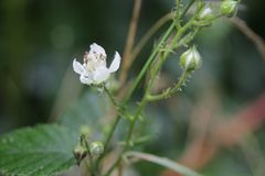 Rubus bertramii