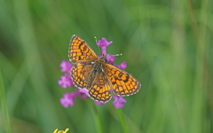 Melitaea parthenoides