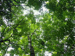 Fraxinus nigra image